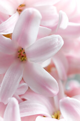 Fototapeta na wymiar Close-Up of Vibrant Pink Hyacinth Flowers in Spring