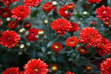 Many Vibrant Red Chrysanthemum in garden