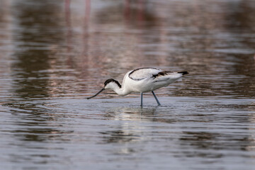 Obraz premium Avocet fishing in a Camargue pond