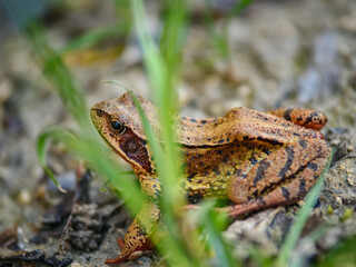 European common frog in the spring forest