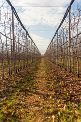 Meleti e vigneti