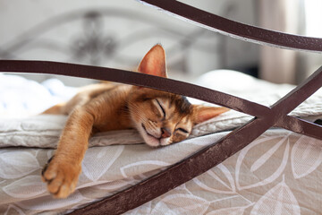 Сute little red kitten sleeping on wrought iron bed. Two month old Abyssinian ruddy kitten. Sweet...