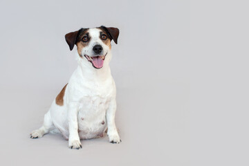 Pregnant Dog Isolated on Gray