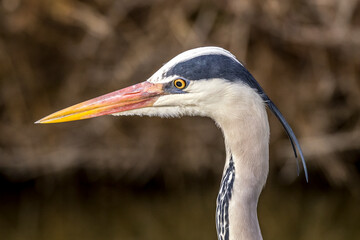 Portrait of a grey heron at the water's edge in the Camargue, France