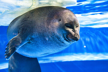 アザラシ © 英考 高橋