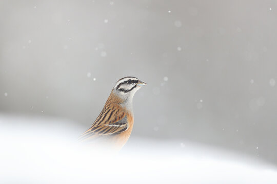 A solitary bunting emerges from a snowy landscape, with snowflakes softly falling against a gray backdrop