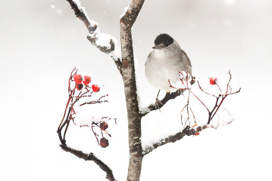 A Dark-eyed Junco perched on a snowy branch with vibrant red berries, offering a striking contrast in a winter scene