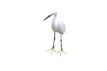 Close-up view of a white egret isolated on a transparent background png file.