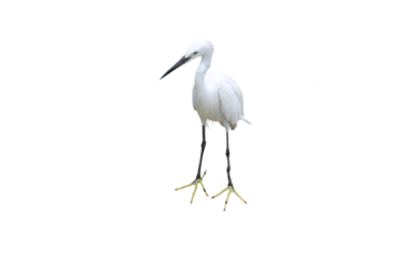 Close-up view of a white egret isolated on a transparent background png file.