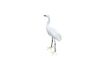 Close-up view of a white egret isolated on a transparent background png file.
