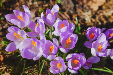 Delicate crocuses in the spring meadow in the park