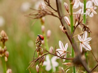 Blooming pollow-stemmed asphodel, onionweed, onion-leafed asphodel or pink asphodel (Asphodelus fistulosus) on a sand dune at Mediterranian cost of Spain with ladybug or ladybird (Coccinellidae) 
