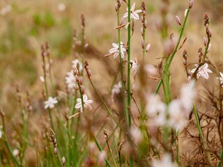 Blooming pollow-stemmed asphodel, onionweed, onion-leafed asphodel or pink asphodel (Asphodelus fistulosus) on a sand dune at Mediterranian cost of Spain