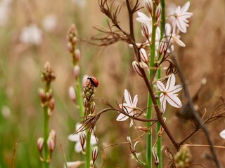 Blooming pollow-stemmed asphodel, onionweed, onion-leafed asphodel or pink asphodel (Asphodelus fistulosus) on a sand dune at Mediterranian cost of Spain with ladybug or ladybird (Coccinellidae) 