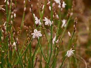 Blooming pollow-stemmed asphodel, onionweed, onion-leafed asphodel or pink asphodel (Asphodelus fistulosus) on a sand dune at Mediterranian cost of Spain
