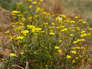 Yellows flowers of groundsel or old-man-in-the-spring (Senecio vulgaris) growing on sand dune, Spain
