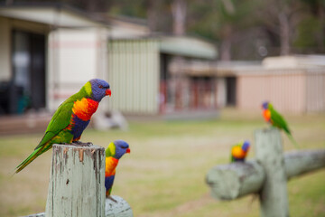 Rainbow lorikeets perched on post