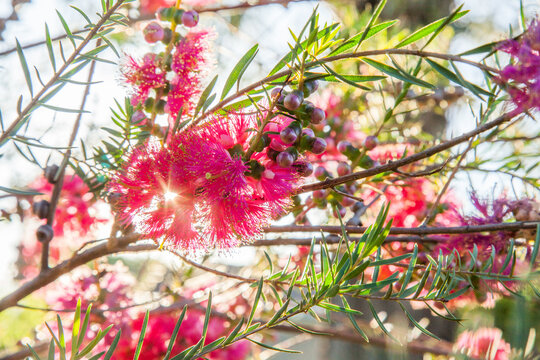 Rays of sunlight shine through flowering pink bottlebrush