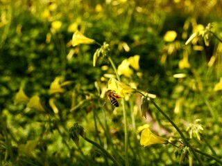 Bee on yellow flowers of Oxalis pes-caprae (African wood-sorrel, Bermuda buttercup, Bermuda sorrel, buttercup oxalis, Cape sorrel, English weed, goat's-foot, sourgrass, soursob or soursop), Spain