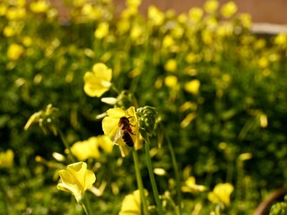 Bee on yellow flowers of Oxalis pes-caprae (African wood-sorrel, Bermuda buttercup, Bermuda sorrel, buttercup oxalis, Cape sorrel, English weed, goat's-foot, sourgrass, soursob or soursop), Spain