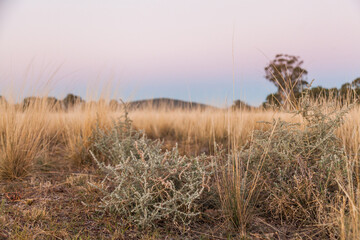 Thorny weed growing among good grass in farm paddock