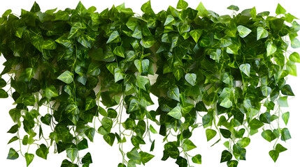 Cutout ivy png image on transparent background