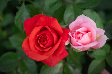Close-up Rose flowers for nature Background.