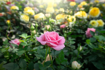 Close-up Rose flowers for nature Background.