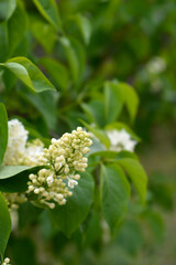 Lilac Primrose flowers