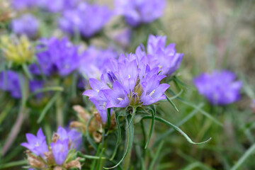 Grassy bells flowers