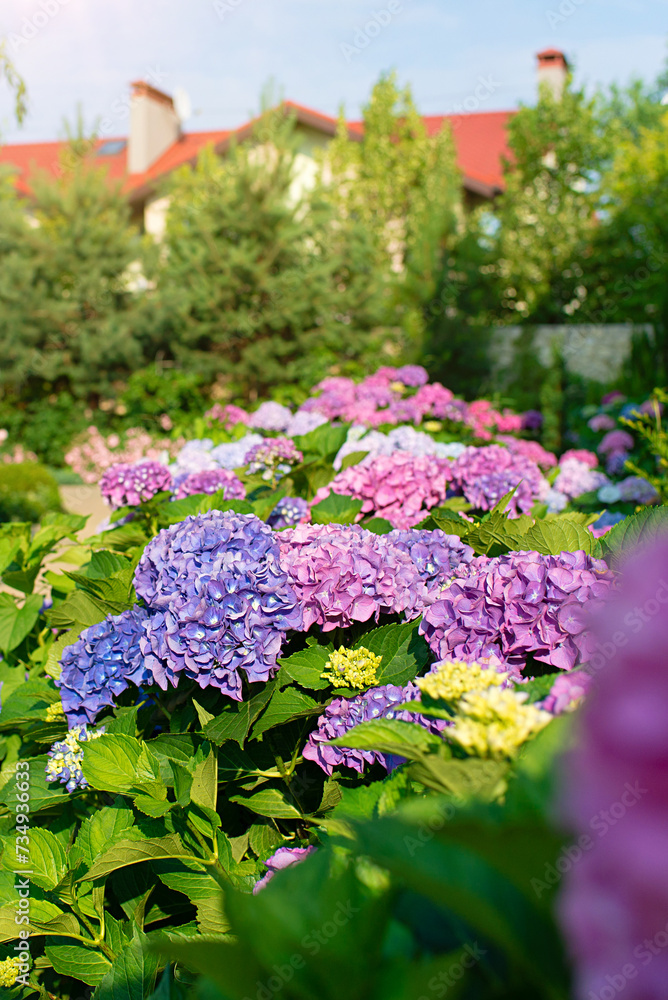 Wall mural Blue, pink hydrangea flowers are blooming in summer in town garden heads in the sunlight. Beautiful garden with hydrangeas. Aesthetic path near the house.