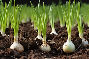 Obraz premium onions are growing in the onion garden
