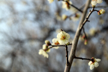 長崎の虎馬園の白い梅の花01