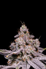 Obraz premium Cannabis, Flower, Ganja, za, trichrome