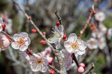 長崎の虎馬園の白い梅の花03
