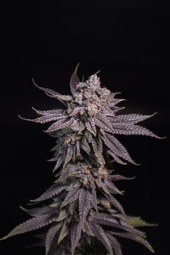 Cannabis, Flower, Ganja, za, trichrome