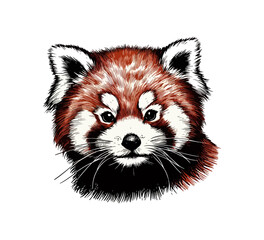 Red Panda hand drawn vector illustration graphic