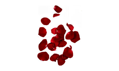 red rose leaves with white background, dark red leaves for valentines day,