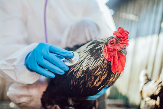 Prevention and testing of poultry for avian flu. A close-up image of a veterinarian in a protective suit using a stethoscope on a rooster, highlighting animal care in agricultural settings.