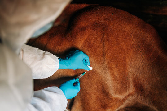 A close-up view of a one's hands in blue gloves administering a syringe injection to the healthy brown side of a cow, vaccination of livestock against anthrax 