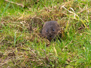 A Water Vole Feeding From a Burrow