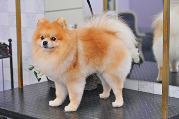 Pomeranian dog after grooming or grooming with a special dog care salon.