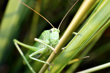 A large green grasshopper sits on the grass.