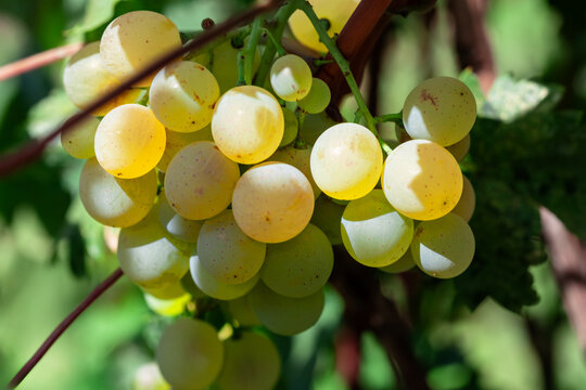 Bunch of ripe white grapes on vineyard in sunny summer day