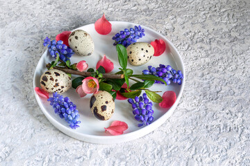 Fototapeta na wymiar Bright Easter entourage in neon colors. On flat white plate, quail eggs, branch of Japanese quince with red flowers and blue muscari