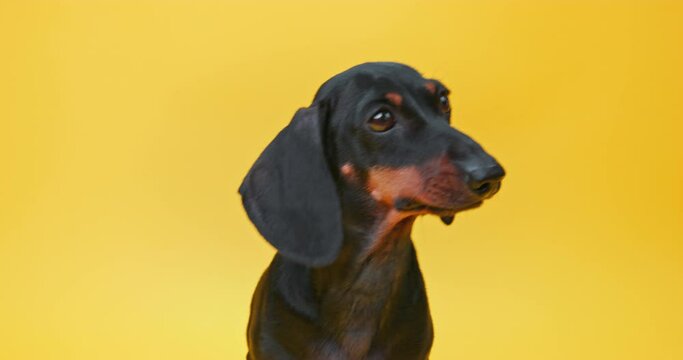 Black dachshund dog holding a toothbrush in its mouth against a bright yellow backdrop, showcasing pet dental care. The owner takes care of the puppy teeth