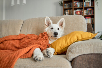 A six-month-old white Swiss shepherd puppy lies on the living room couch covered with a knitted...