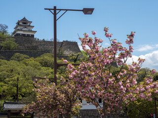 Cherry blossoms blooming in Marugame with castle tower in the background - Kagawa prefecture, Japan