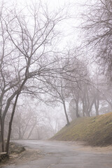 Foggy road in the forest