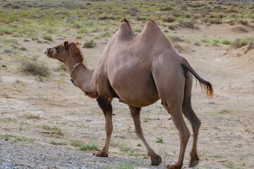 A brown Bactrian camel walks through the desert